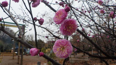 梅の花