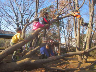 (写真)倒れてしまった大きな木に子どもたちが登っている様子。